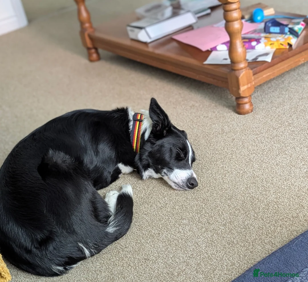 Border Collie dogs for sale: Female border collie  in Swindon - Advert 1