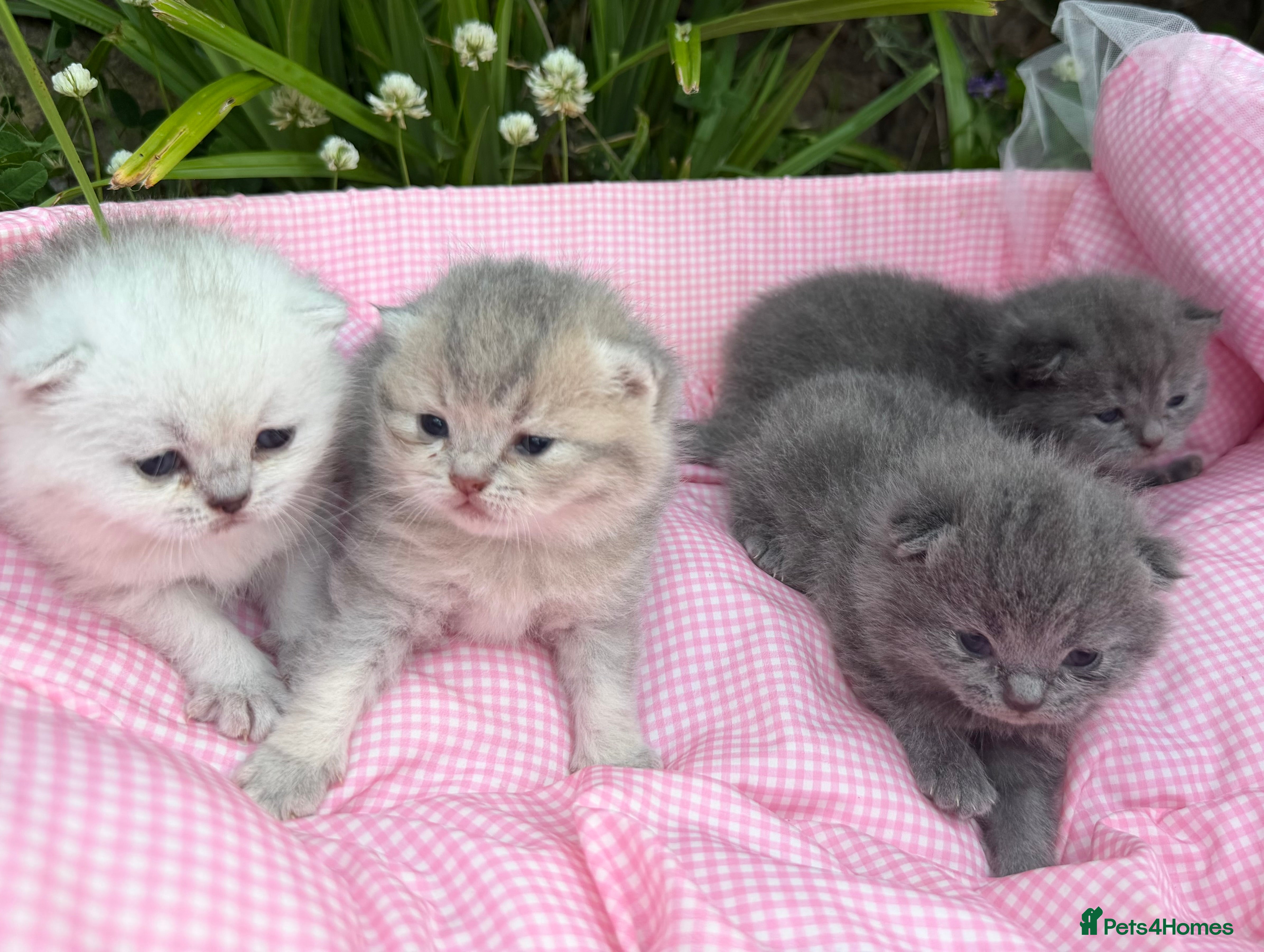 Scottish Fold cats 💕💕💕❤️❤️Lovely scotish kittens💕💕💕 - Advert 1