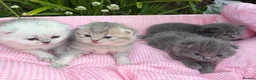 Scottish Fold cats for sale: 💕💕💕❤️❤️Lovely scotish kittens💕💕💕 in Nottingham - Advert 22