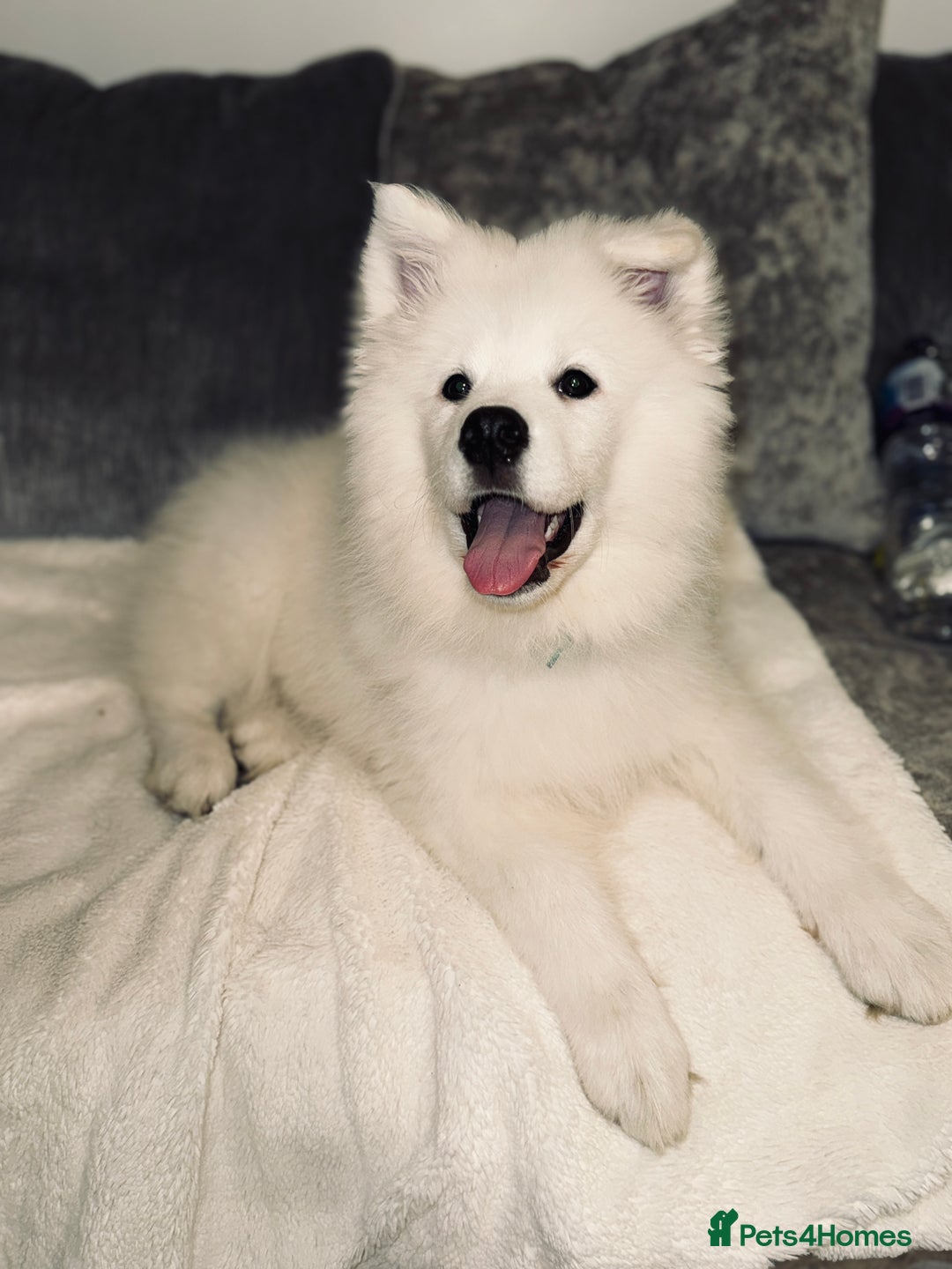 Puppy Siberian Samoyed Dog Samoyed Beautiful Breed Siberian White - Main Image