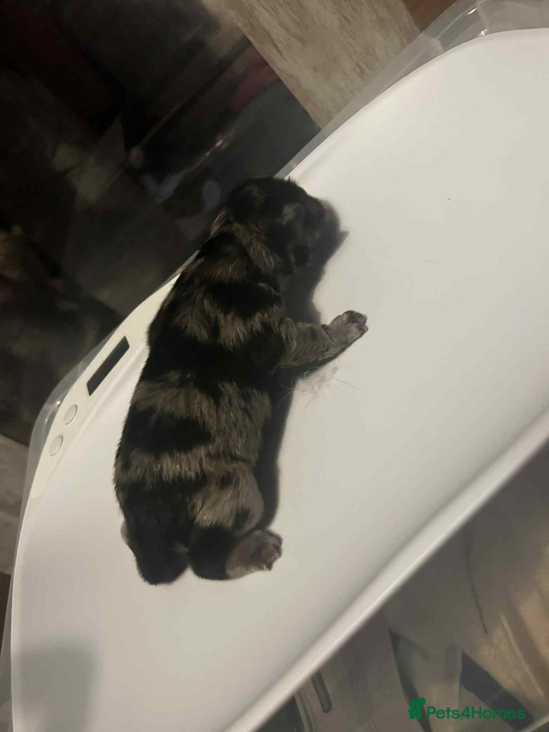 Chow Chow dogs for sale: Rare Chow chow puppies - Image 8