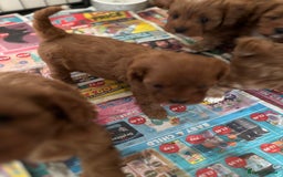 Cavapoo dogs for sale: Cavapoo Pups  - Image 7