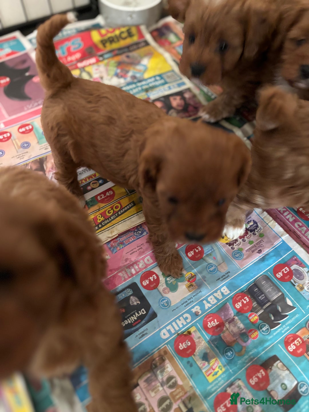 Cavapoo dogs for sale: Cavapoo Pups  - Image 7