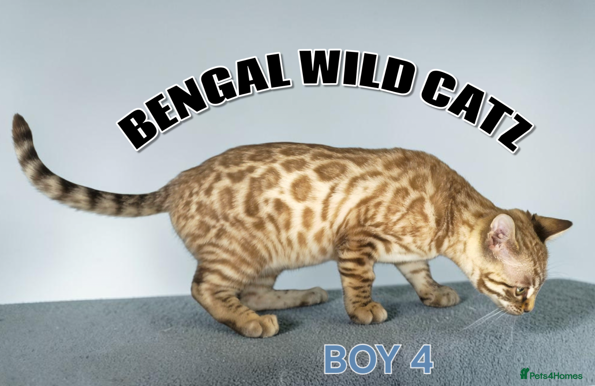 Bengal cats for sale: 4 bengal boys ready to leave now - Advert 5