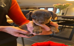 Miniature Dachshund dogs for sale: Miniature Dachshund  - Image 8