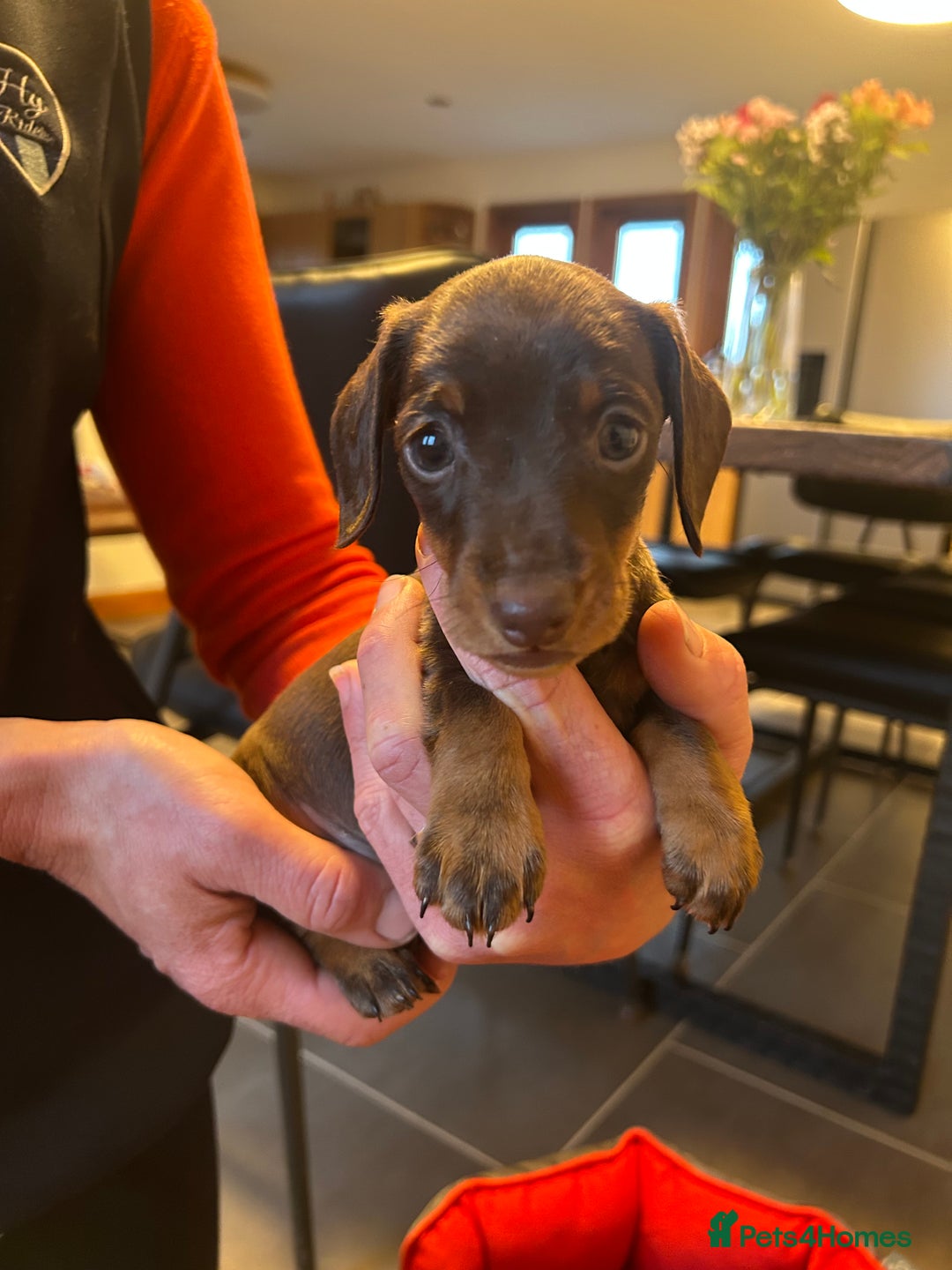 Miniature Dachshund dogs for sale: Miniature Dachshund  - Image 8