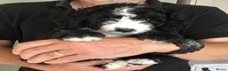Bernedoodle dogs for sale: AMAZING BERNEDOODLE PUPPIES - Advert 8