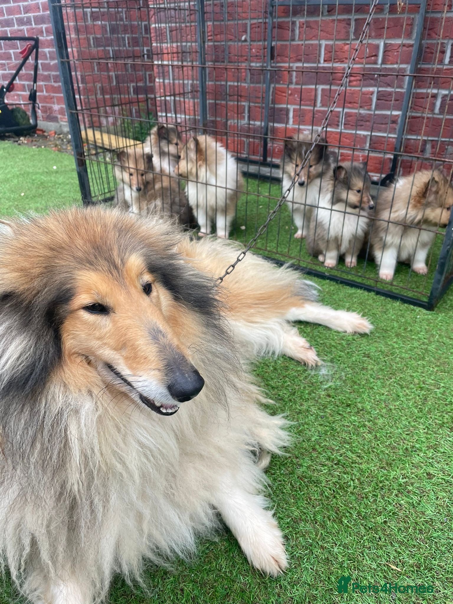 Rough Collie dogs Rough collie puppies for sale - Advert 17