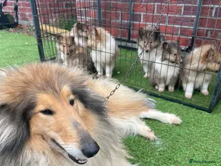Rough Collie dogs Rough collie puppies for sale - Advert 17