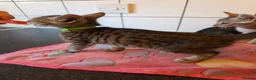 Bengal cats for sale: Bengal charcoal silver kittens from snow linx  - Advert 10
