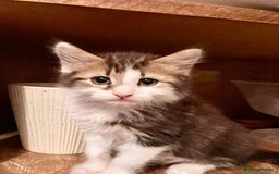 British Shorthair cats for sale: Loving kittens looking for a loving home - Image 4