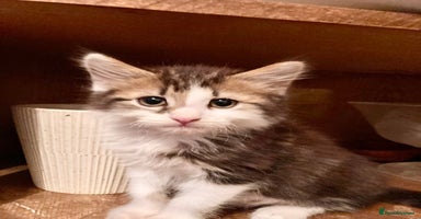 British Shorthair cats - Advert 5