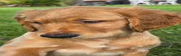 Golden Retriever dogs for sale: *Beautiful Dna clear, KC reg male puppy* - Advert 4