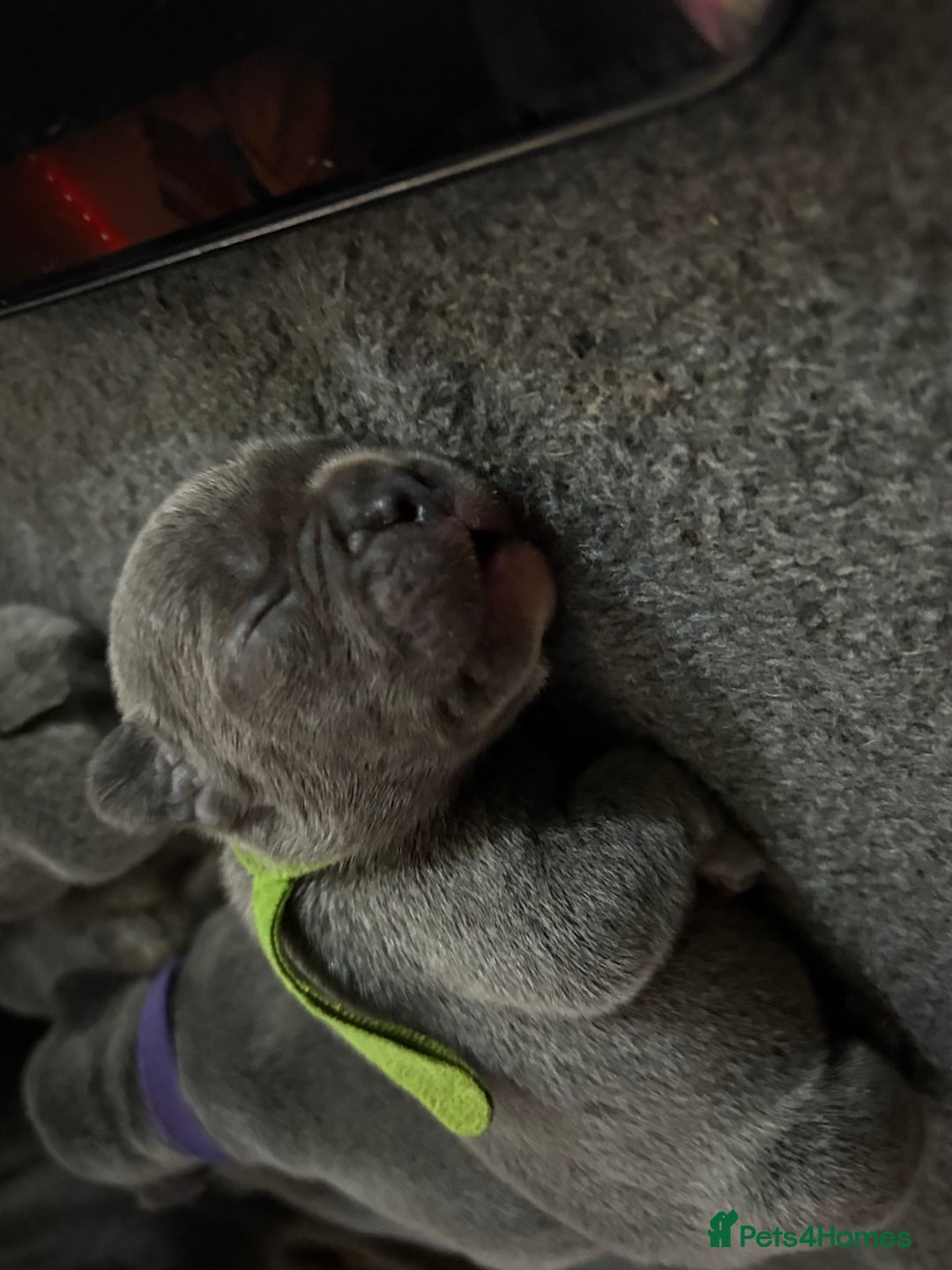 French Bulldog dogs for sale: Beautiful boy looking forever home  - Advert 6