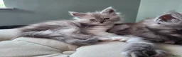 Maine Coon cats for sale: Black smoke and Silver kittens - Advert 11