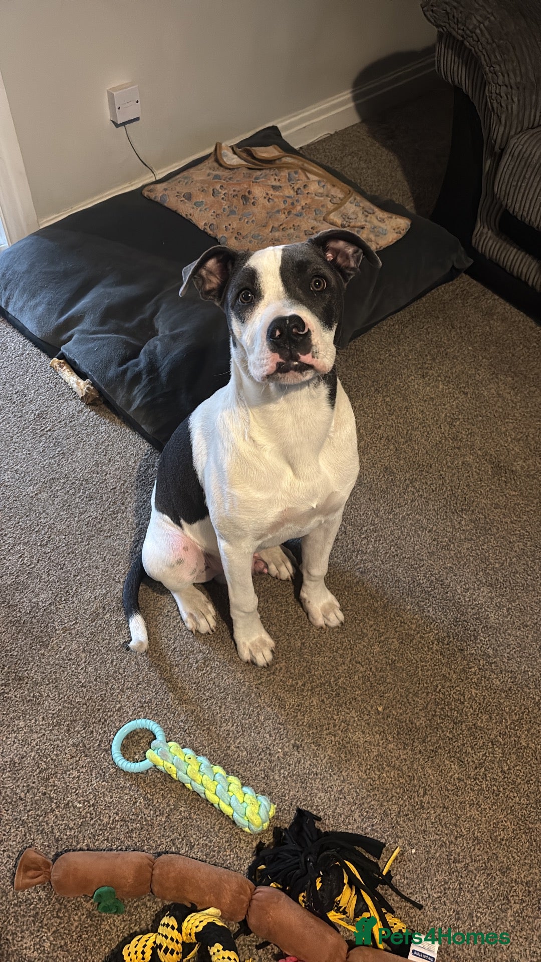 Mixed Breed dogs Staffy X American Bulldog Puppy - Advert 18