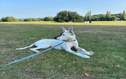 Mixed Breed dogs for adoption: Pika (Shepherd/Staffie mix) - Image 6