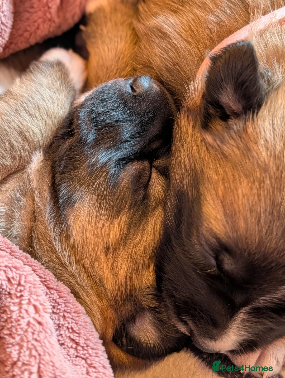 Mixed Breed dogs for sale: Belgian Malinois x Border Collie Pups Malincollie - Advert 18