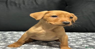 Labrador Retriever dogs - Advert 9