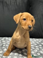 Labrador Retriever dogs - Advert 9