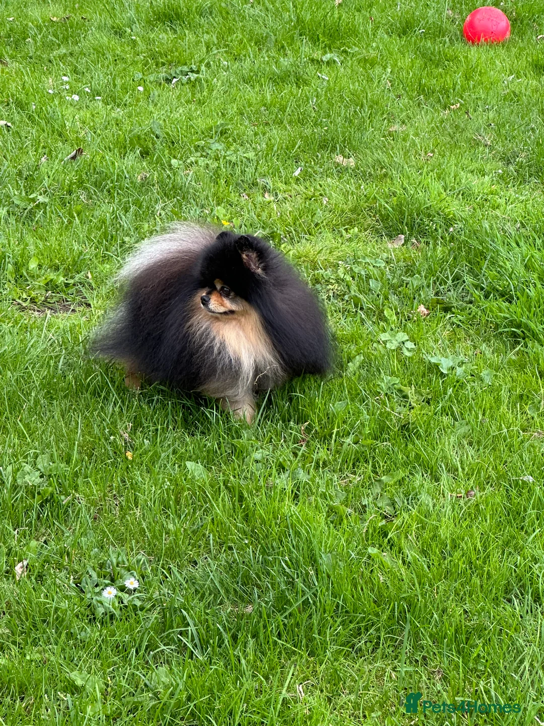 Pomeranian dogs for stud: Black and Tan super coat boy for stud in Lanark - Advert 14