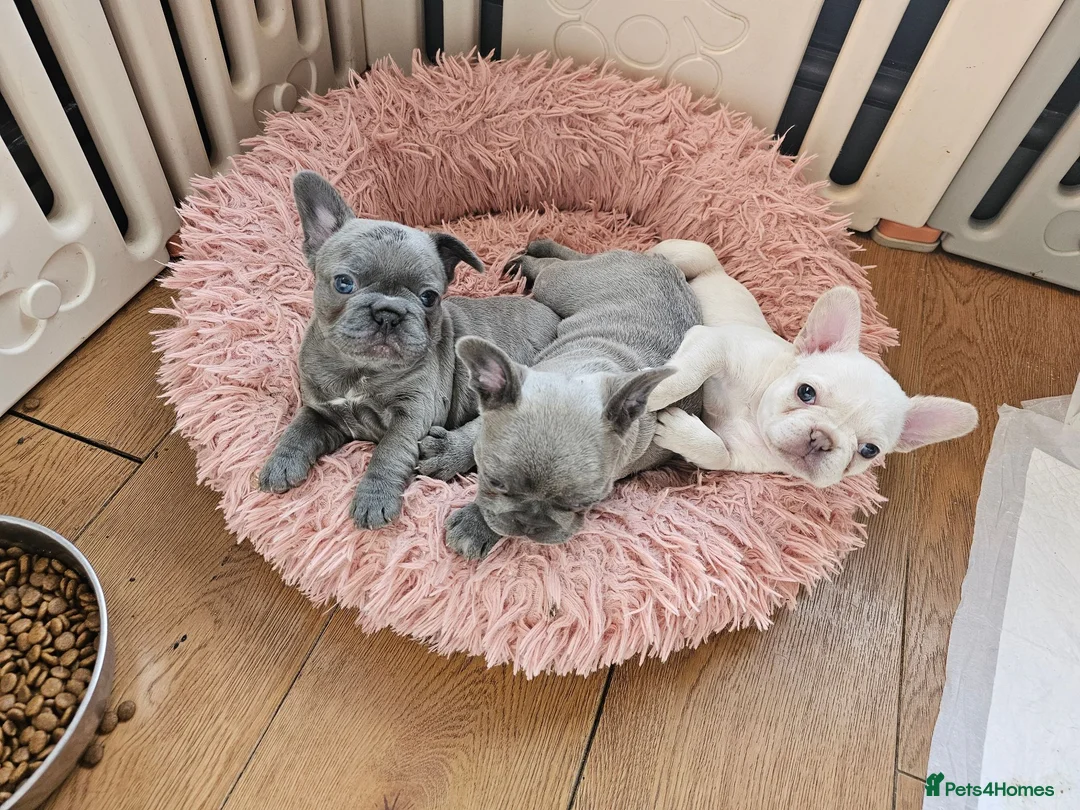 French Bulldog dogs for sale: 🐶💜 KC Registered French Bulldog Puppies - Advert 1