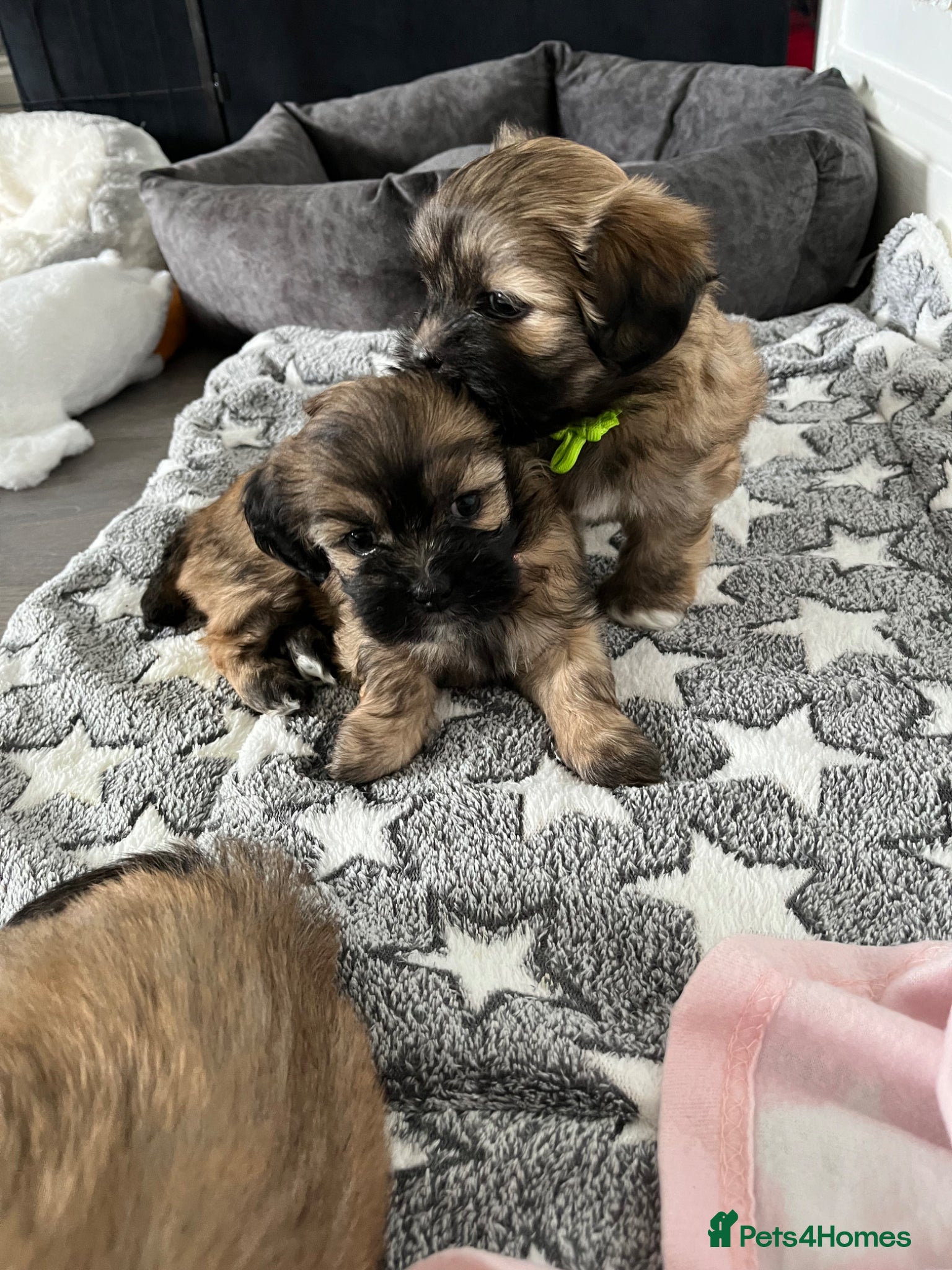 Lhasa Apso dogs Lhasa apso puppies for sale 🐶🐶🐶 - Advert 5