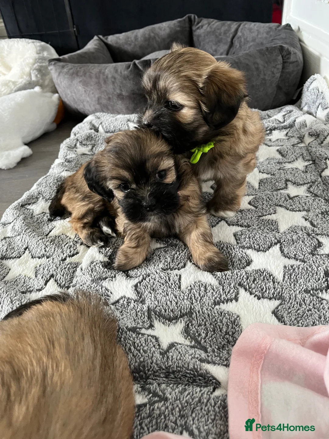 Lhasa Apso dogs for sale: Lhasa apso puppies for sale 🐶🐶🐶 - Advert 1
