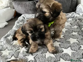 Lhasa Apso dogs Lhasa apso puppies for sale 🐶🐶🐶 - Advert 5