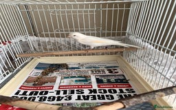 Canaries birds for sale: Canaries  - Image 8
