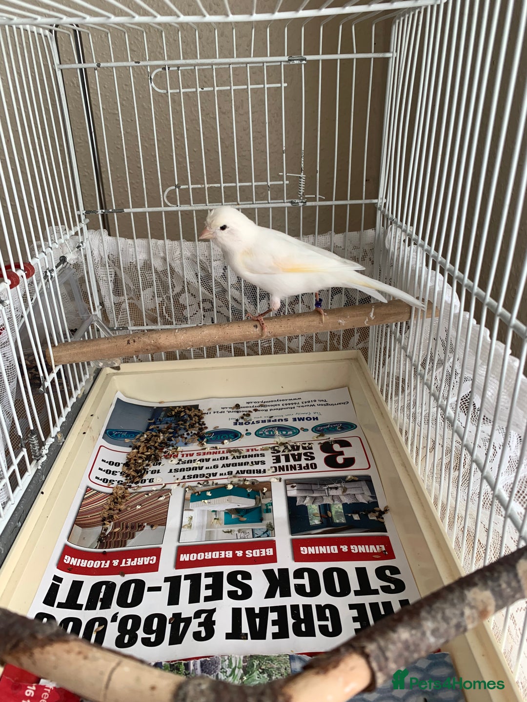Canaries birds for sale: Canaries  - Image 8