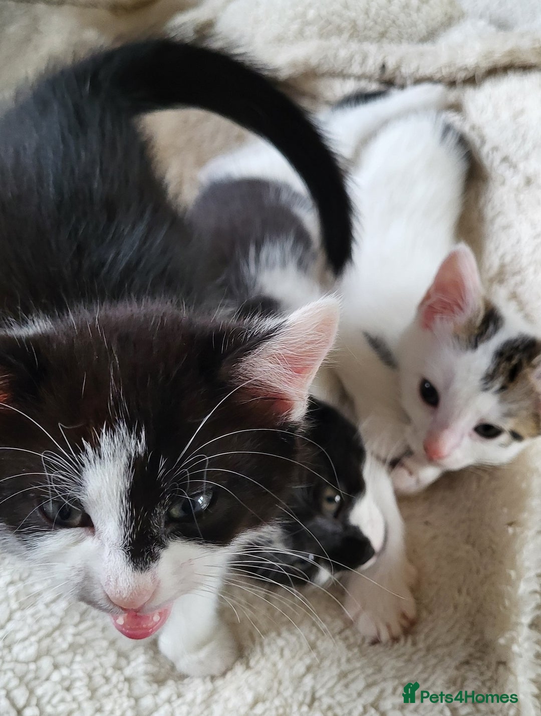 British Shorthair cats for sale: Beautiful kittens for sale - Image 4