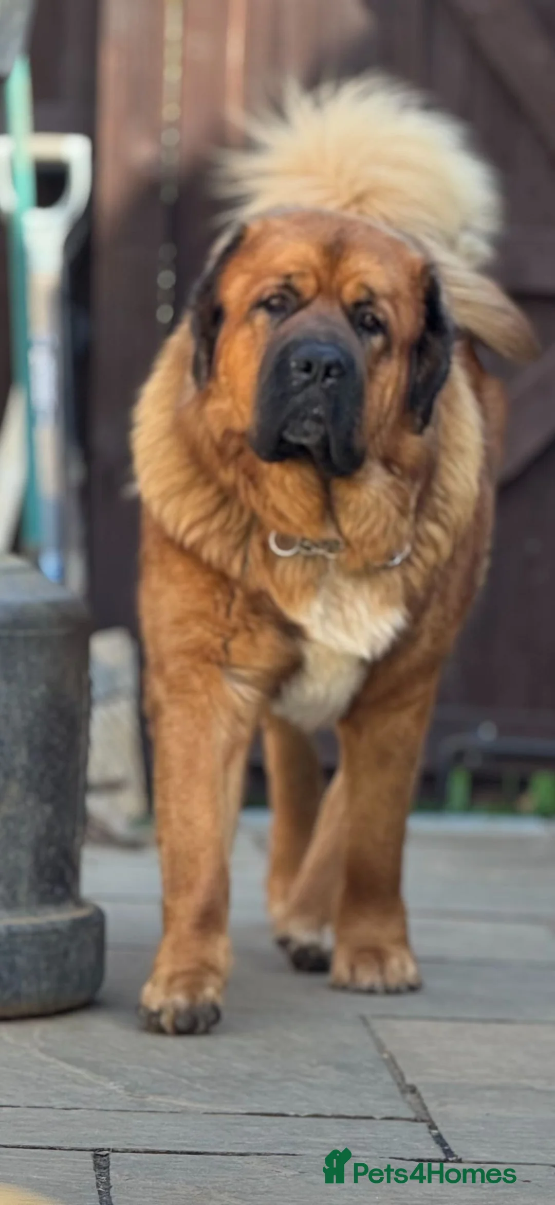 Mixed Breed dogs for sale: Very Rare Tibetan Saint Puppies 2nd Gen - Advert 2