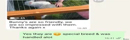 Angora rabbits for sale: Teddywidders ready to go now  - Advert 14