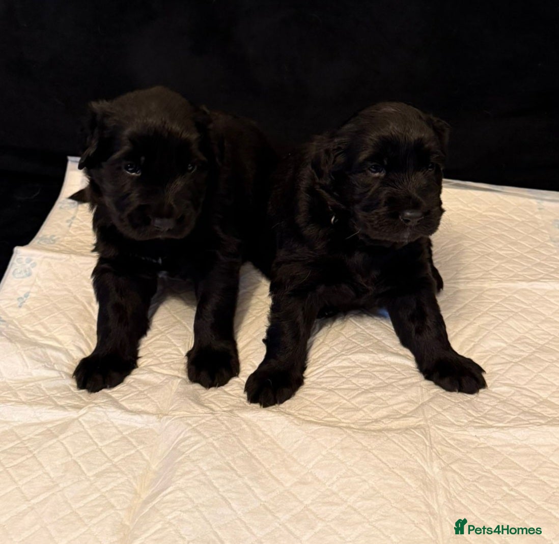 Mixed Breed dogs Golden Shepherd pup - Advert 17