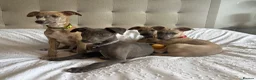 Whippet dogs for sale: Beautiful KC Registered Whippets  - Advert 17