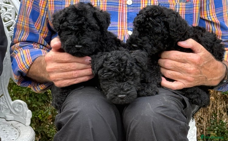 Kerry Blue Terrier dogs - Advert 1