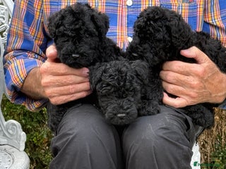 Kerry Blue Terrier dogs - Advert 1