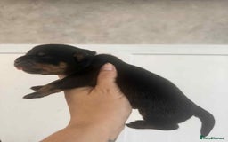 Rottweiler dogs for sale: Rottweiler Puppies - Image 16