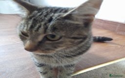 Bengal cats for sale: 1 Beautiful, Healthy Kitten - Image 26