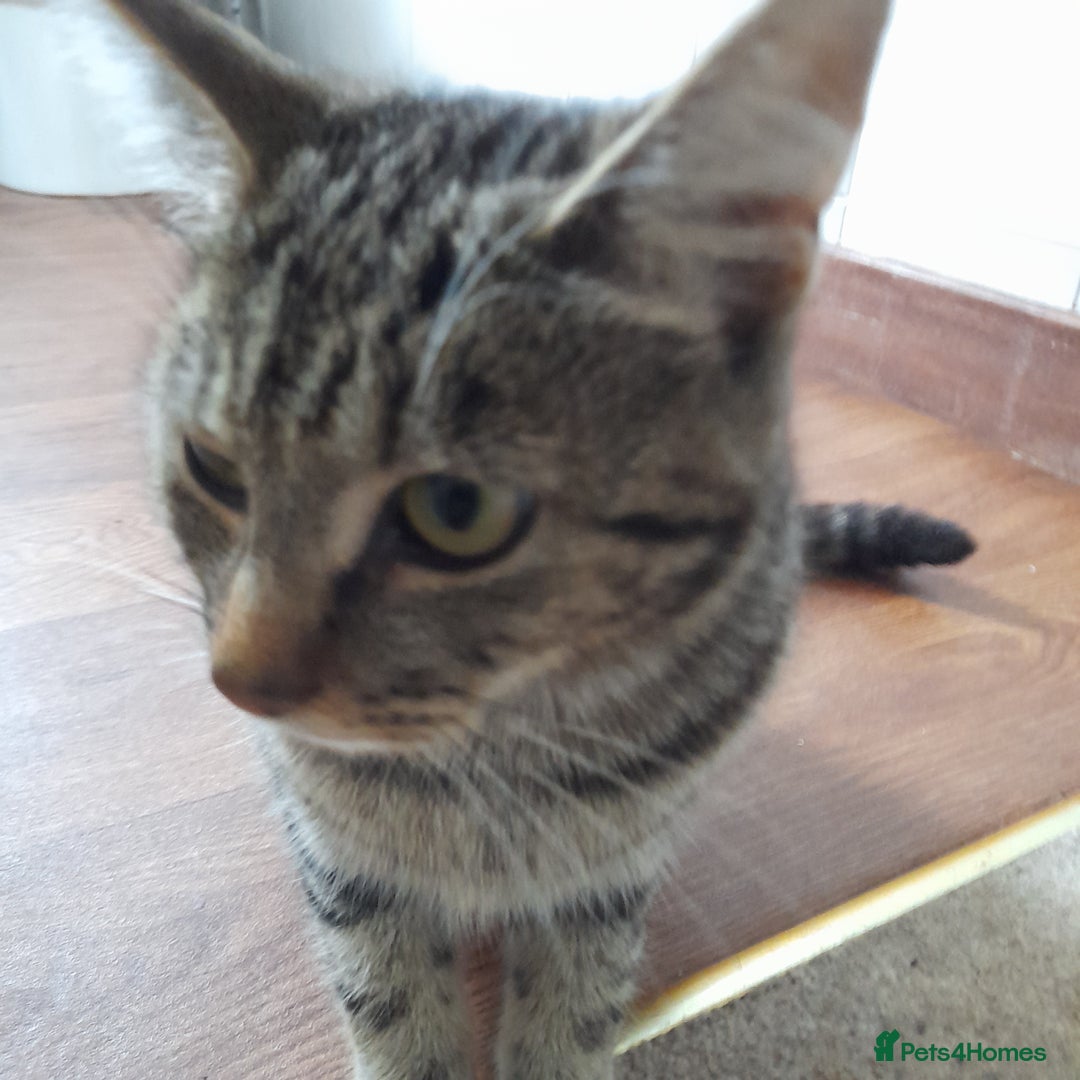 Bengal cats for sale: 1 Beautiful, Healthy Kitten - Image 26