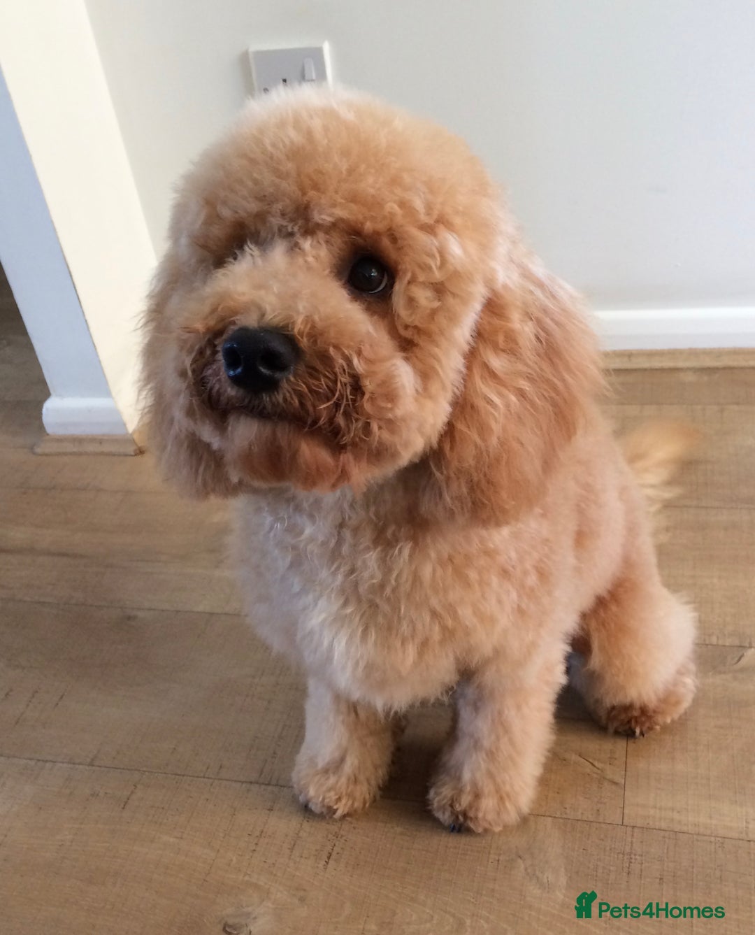 Cavapoo dogs for sale: Cavapoo male for rehoming in Sandy - Image 1