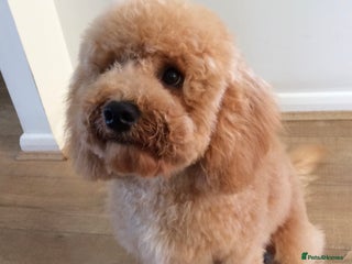 Cavapoo dogs Cavapoo male for rehoming in Sandy - Advert 17