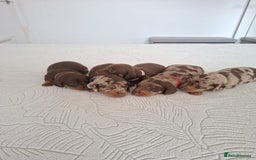 Miniature Dachshund dogs for sale: ❤️ 5 Adorable Mini Dachshund Puppies Ready to Love - Image 7