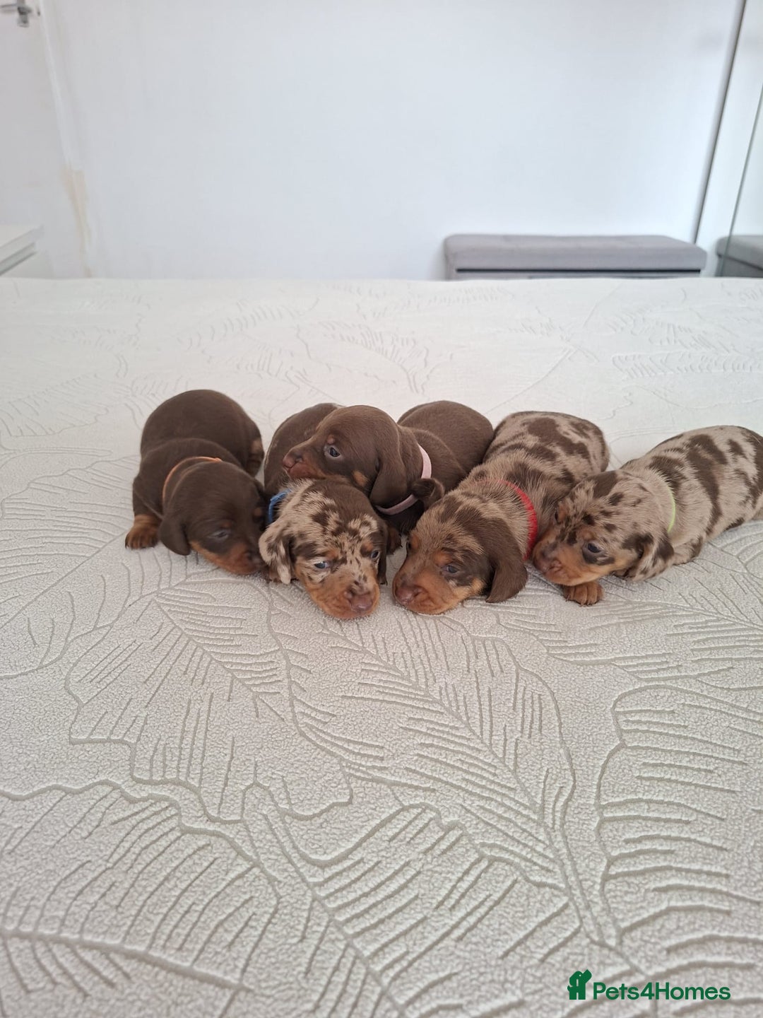 Miniature Dachshund dogs for sale: ❤️ 5 Adorable Mini Dachshund Puppies Ready to Love - Image 7