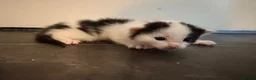 Mixed Breed cats for sale: Mr Thomas venton in Rotherham - Advert 6