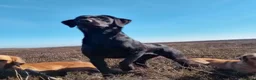 Springador dogs for sale: F1 springadors .  in Thirsk - Advert 11