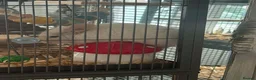 Chinchilla rodents for sale: 2 baby mosaic chinchillas (female) in Houghton le Spring - Advert 6