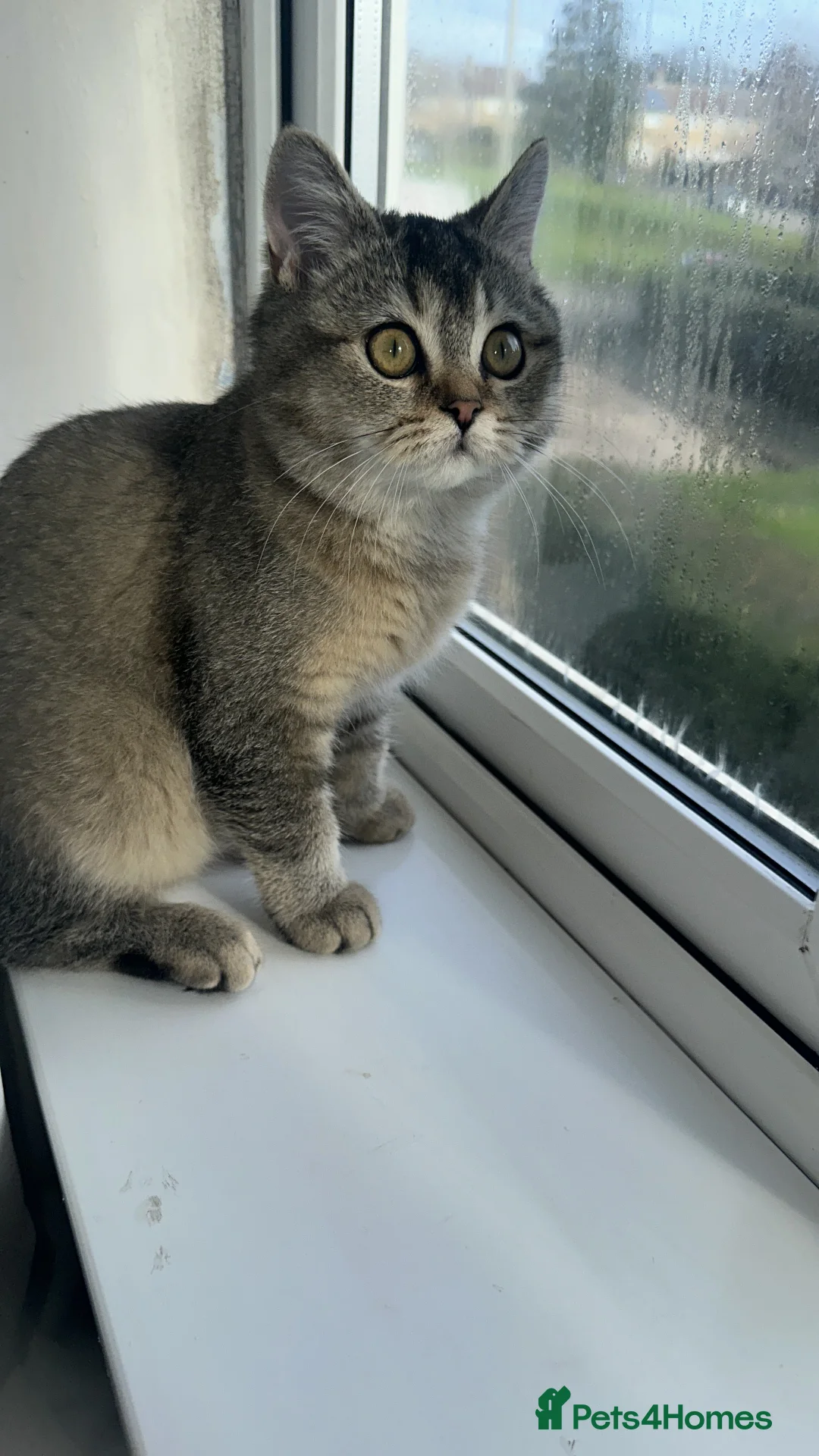 British Shorthair cats for sale: Golden mixed bsh  - Advert 2