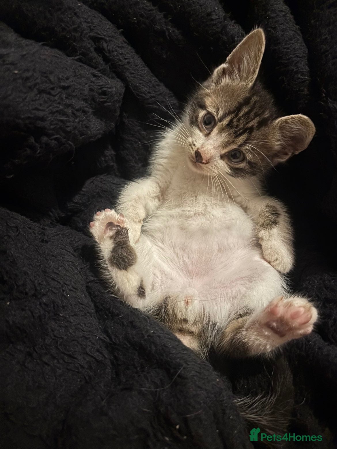 Domestic Shorthair cats Beautiful playful loving kittens  - Advert 14